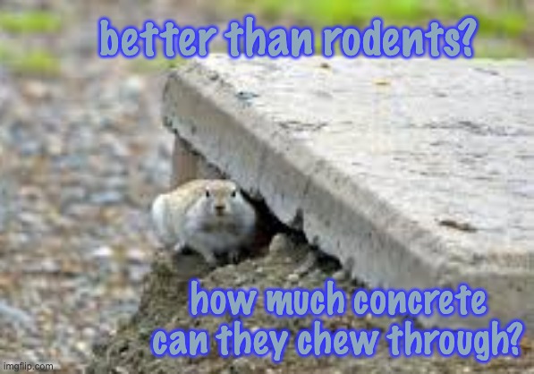 better than rodents? how much concrete can they chew through? | made w/ Imgflip meme maker