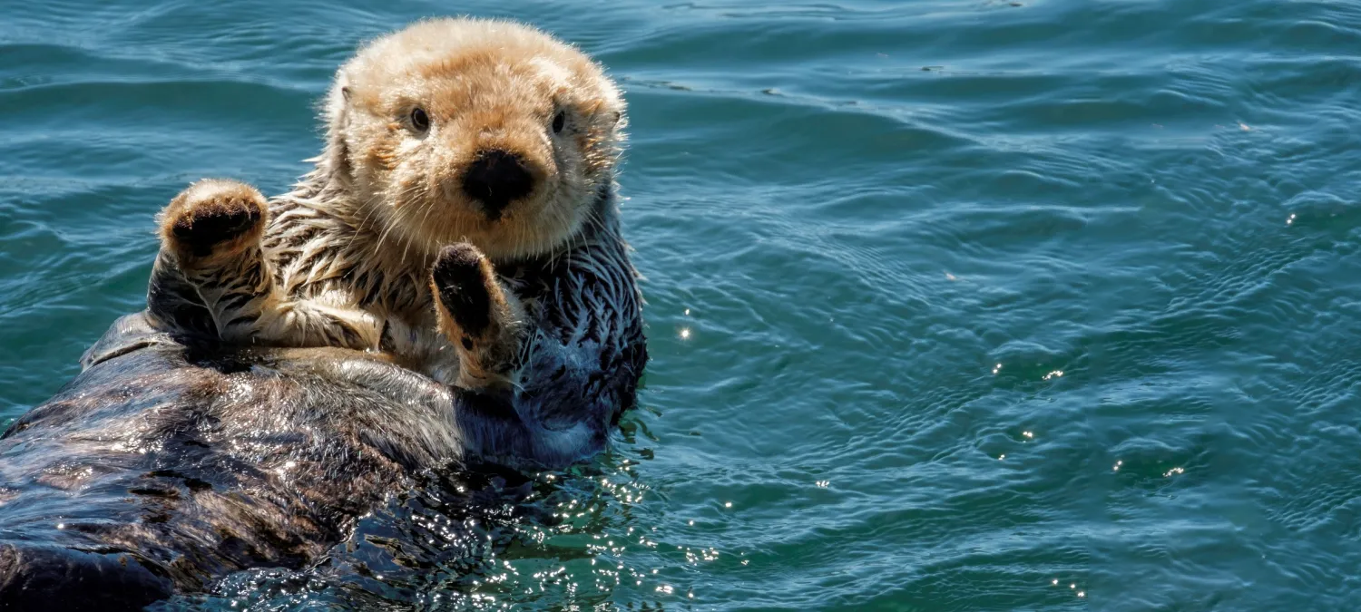 Otter arms up Blank Meme Template