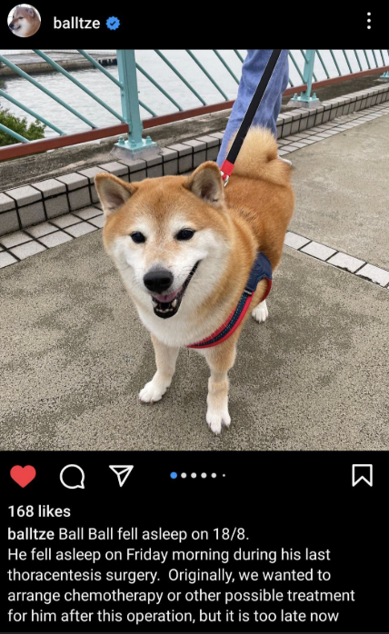 CHEEMS DEAD Blank Meme Template