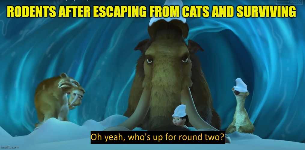 Who's up for round two? | RODENTS AFTER ESCAPING FROM CATS AND SURVIVING | image tagged in who's up for round two | made w/ Imgflip meme maker