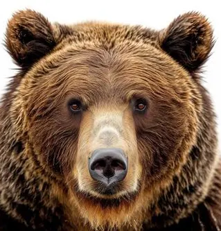 bear face Blank Meme Template