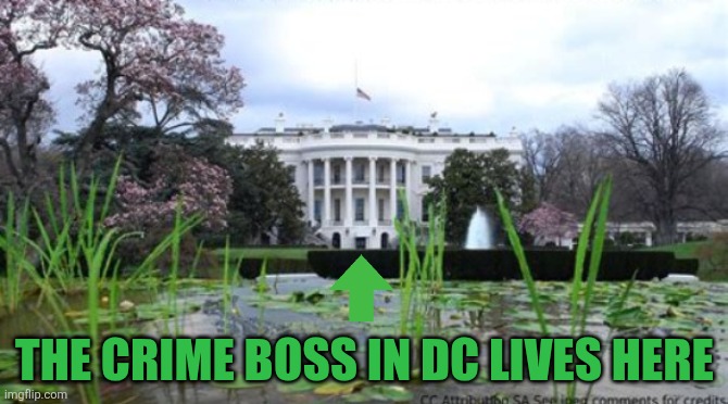 The crime boss in DC lives here | THE CRIME BOSS IN DC LIVES HERE | image tagged in the prime boss lives here,the trump crime family,pre-dictator,brain the swamp,adolf capone,dump trump | made w/ Imgflip meme maker