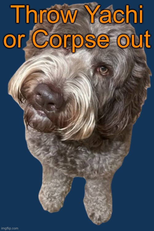 Oh and Silver: You should have used your abilities quicker | Throw Yachi or Corpse out | image tagged in northers dog transparent | made w/ Imgflip meme maker