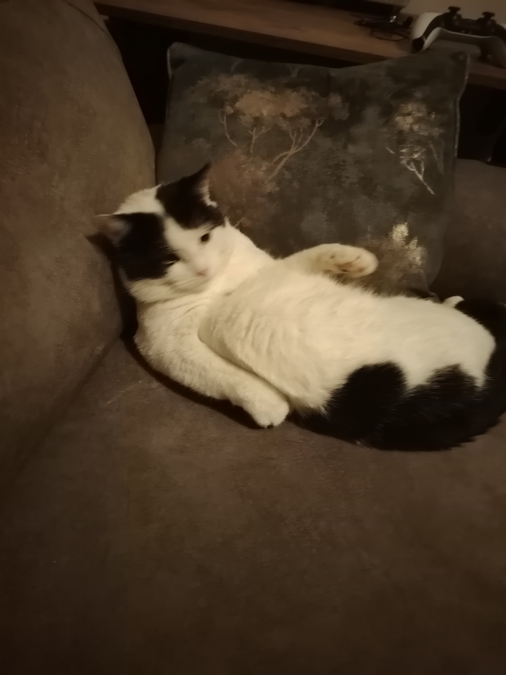 Huh? Cat Blank Meme Template