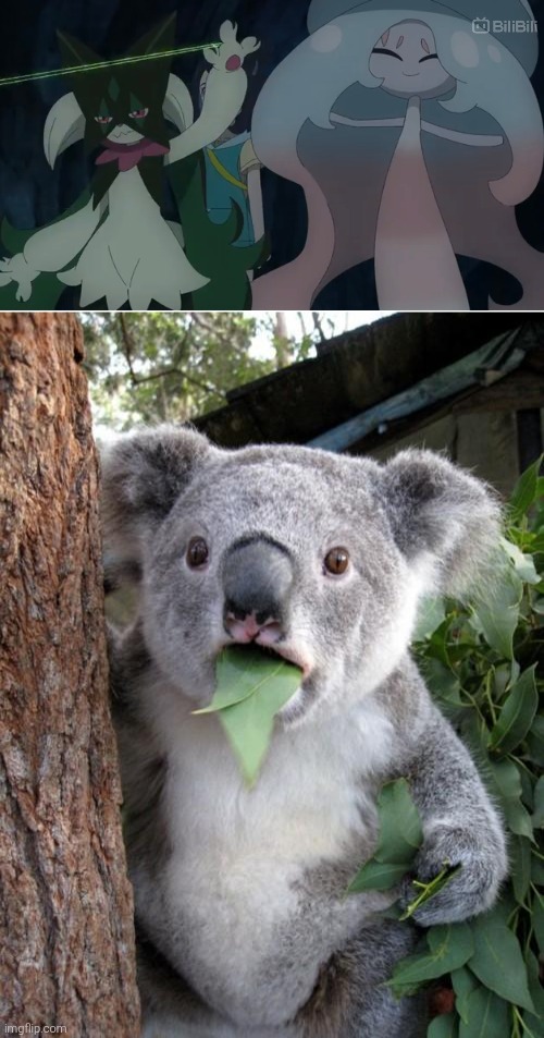 I… did not expect to see Hatterene's full body from her inner side. | image tagged in memes,surprised koala,pokemon | made w/ Imgflip meme maker