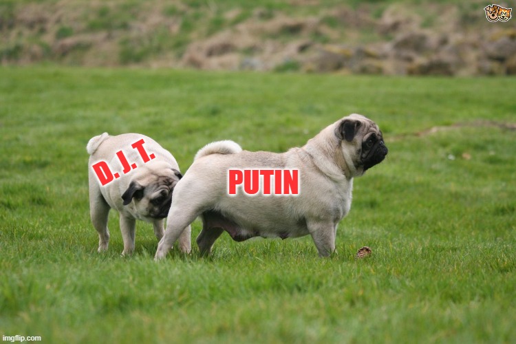 Pug Sniffing Pug's Butt | D. J. T. PUTIN | image tagged in pug sniffing pug's butt | made w/ Imgflip meme maker