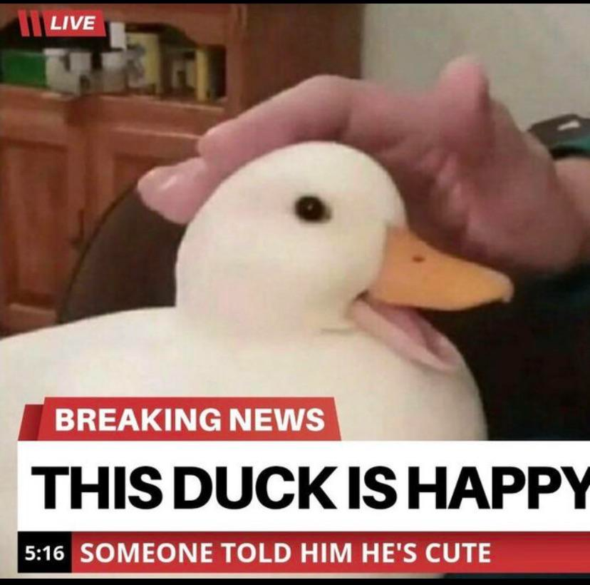 Happy duck Blank Meme Template