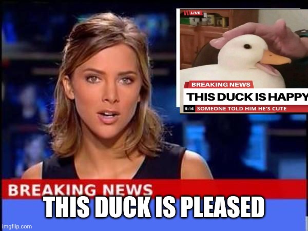Breaking News | THIS DUCK IS PLEASED | image tagged in breaking news | made w/ Imgflip meme maker