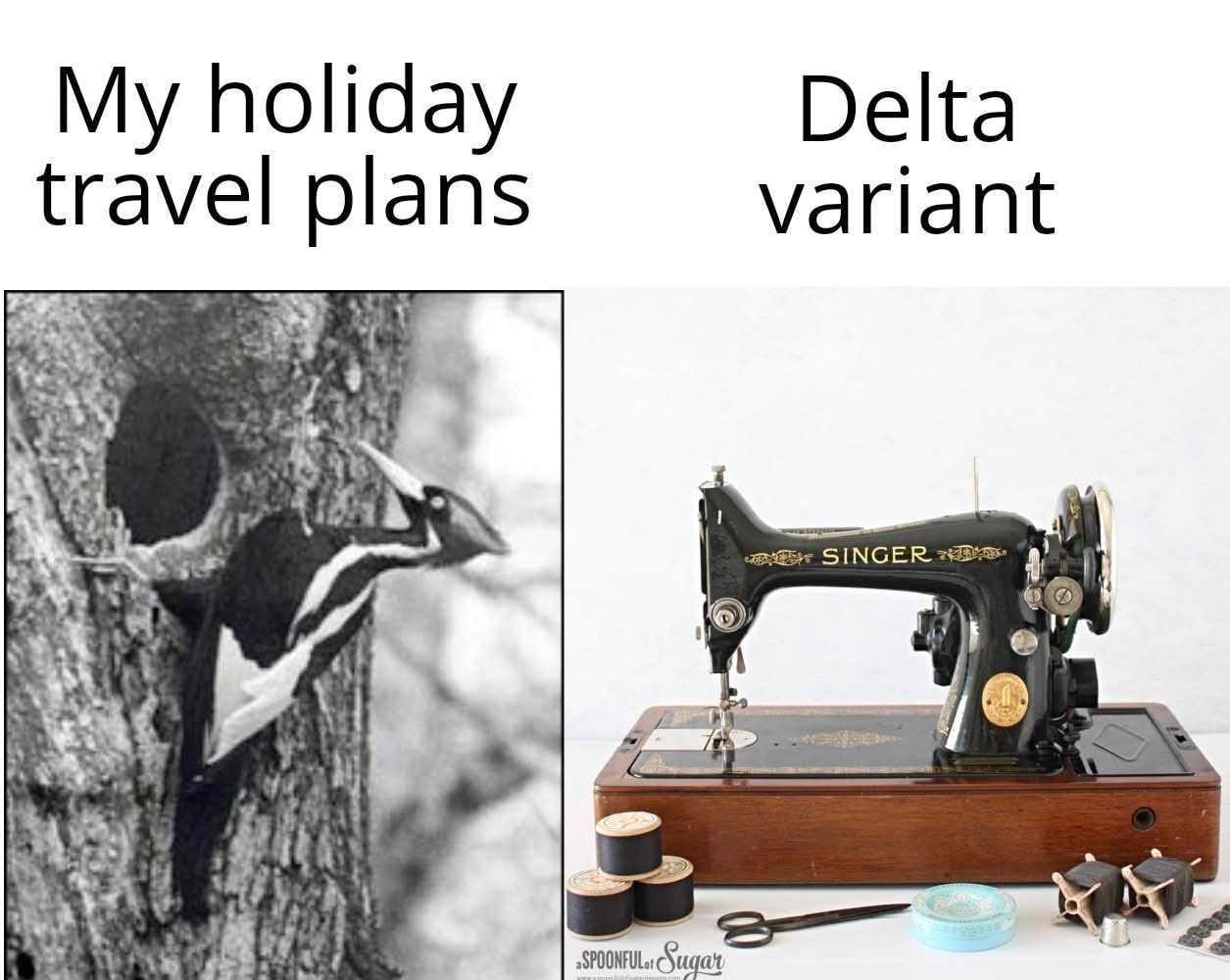 Woodpecker Travel Plans Blank Meme Template
