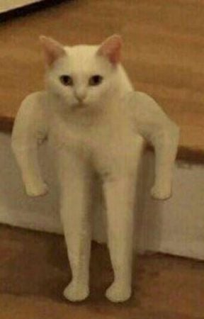 Blusrsed cat Blank Meme Template