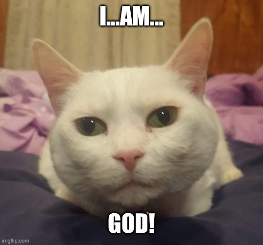 Judgmental Deaf Cat Snowball | I…AM…; GOD! | image tagged in judgmental deaf cat snowball | made w/ Imgflip meme maker