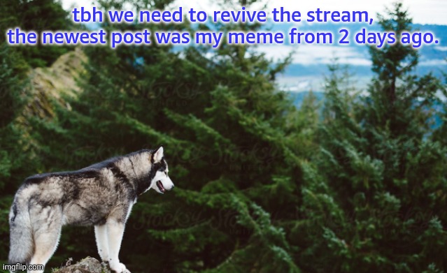 revive it!! | tbh we need to revive the stream, the newest post was my meme from 2 days ago. | image tagged in husky | made w/ Imgflip meme maker