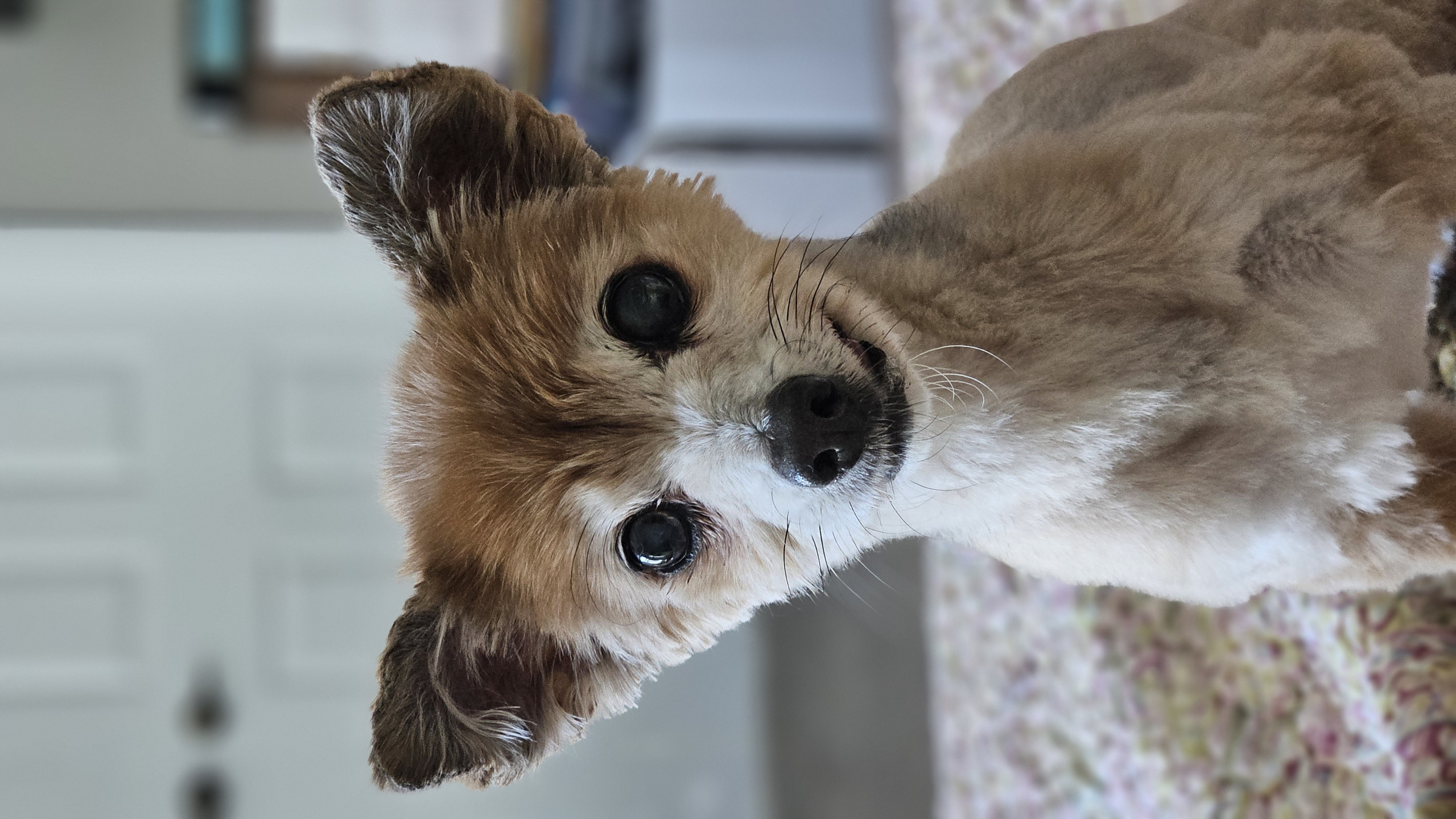 Dog Food Blank Meme Template