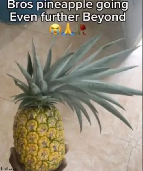 Is it gonna fight majin melon bro | image tagged in pineapple,anime,dbz,goku,transformation,fruit | made w/ Imgflip meme maker