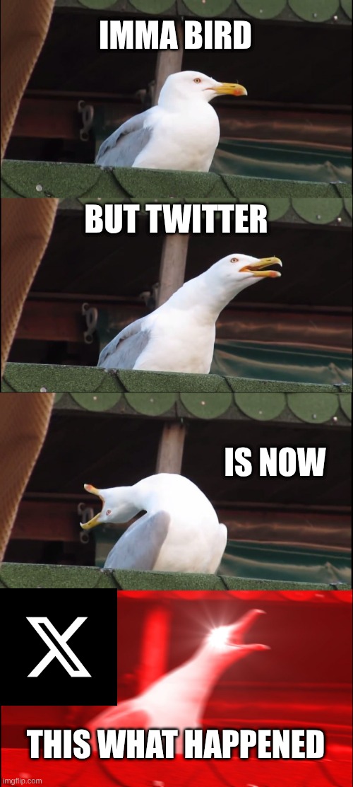 why did twitter change | IMMA BIRD; BUT TWITTER; IS NOW; THIS WHAT HAPPENED | image tagged in memes,inhaling seagull | made w/ Imgflip meme maker