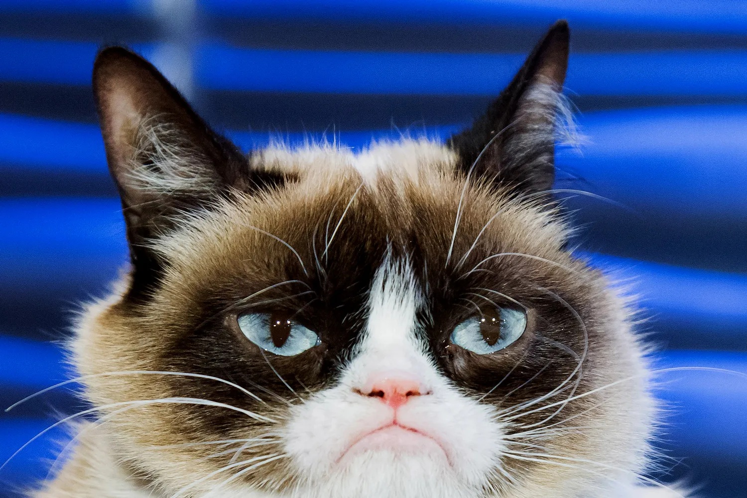 LIGHT SOCKET Blank Meme Template