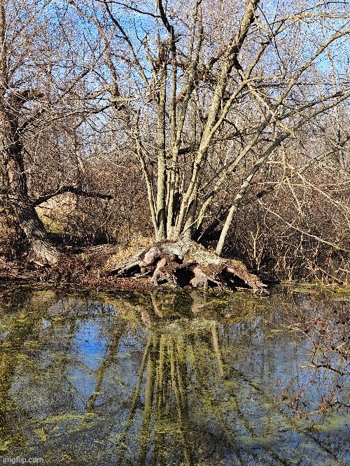 THIS REFLECTING SWAMP TREE | image tagged in trees,swamp,nature,forest | made w/ Imgflip meme maker