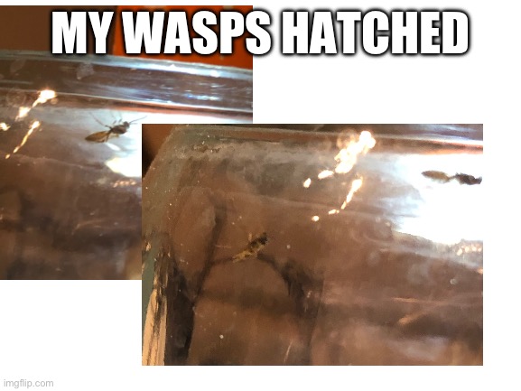 I Found some wasp eggs last fall and they hatched just now | MY WASPS HATCHED | image tagged in blank white template | made w/ Imgflip meme maker