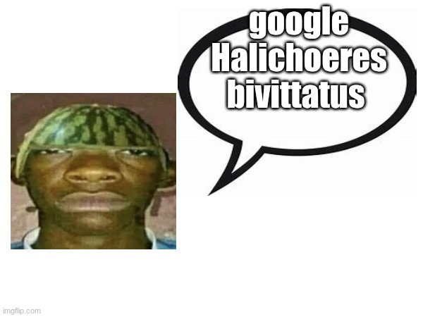 introvertedgeometrydashers announcement template | google Halichoeres bivittatus | image tagged in introvertedgeometrydashers announcement template | made w/ Imgflip meme maker