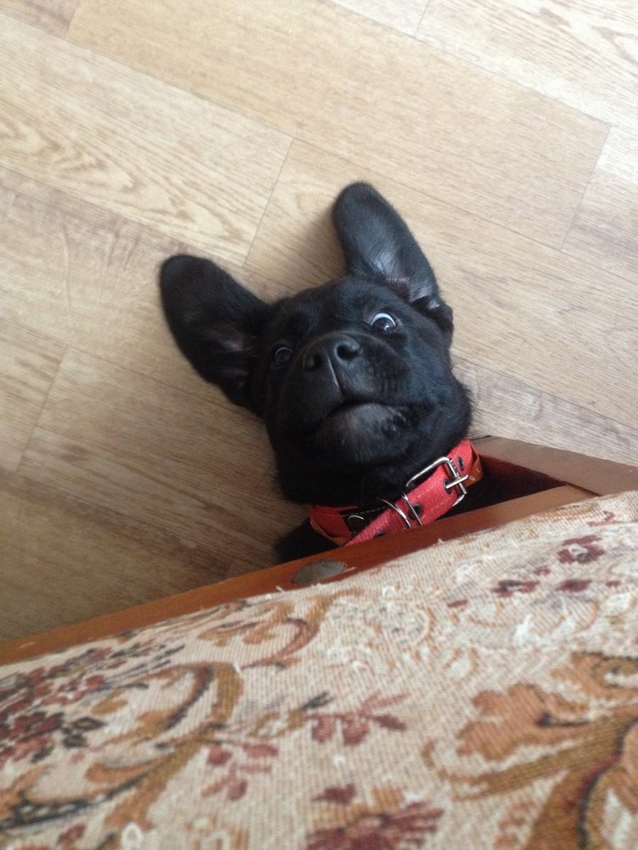 dog couch Blank Meme Template