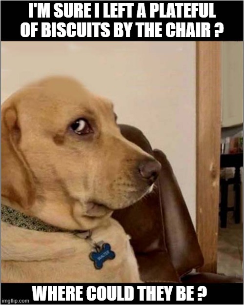 Walter Knows Something ... | I'M SURE I LEFT A PLATEFUL OF BISCUITS BY THE CHAIR ? WHERE COULD THEY BE ? | image tagged in dogs,labrador,biscuits,disappeared | made w/ Imgflip meme maker