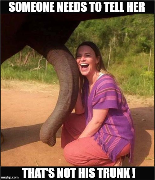 Memorable Bull Elephant Encounter ! | SOMEONE NEEDS TO TELL HER; THAT'S NOT HIS TRUNK ! | image tagged in elephant,trunk | made w/ Imgflip meme maker
