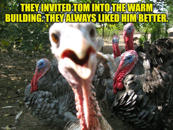THEY INVITED TOM INTO THE WARM BUILDING. THEY ALWAYS LIKED HIM BETTER. | image tagged in turkeys | made w/ Imgflip meme maker