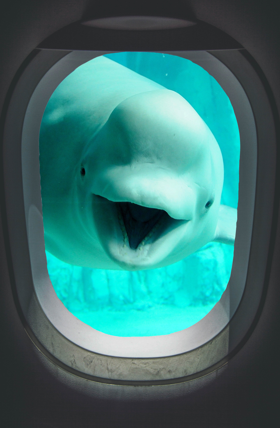beluga plane window Blank Meme Template