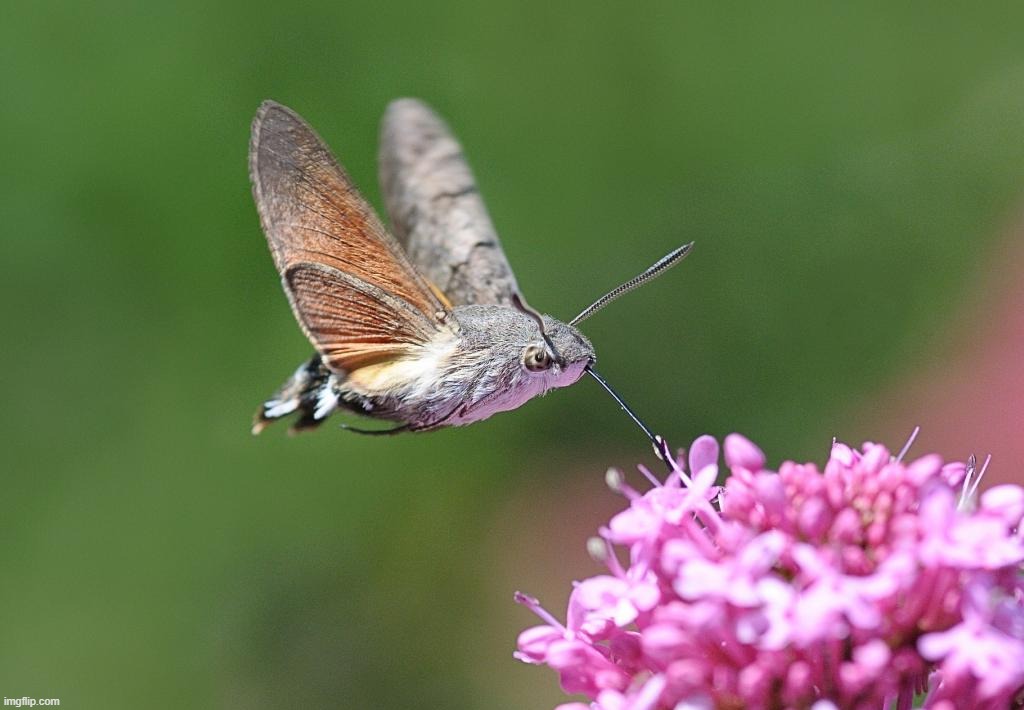 hummingbird hawk moth | made w/ Imgflip meme maker