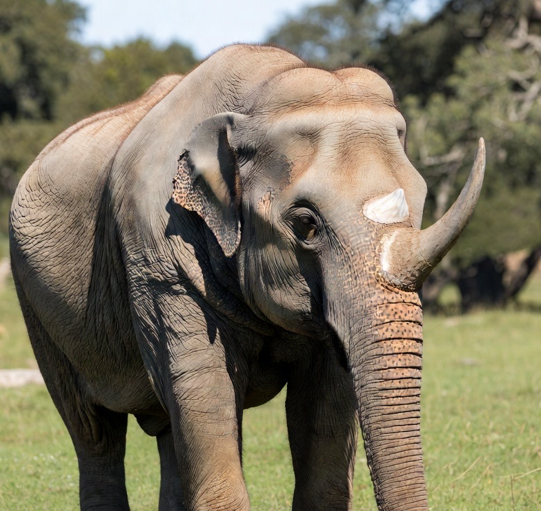 Elephant Rhino Blank Meme Template