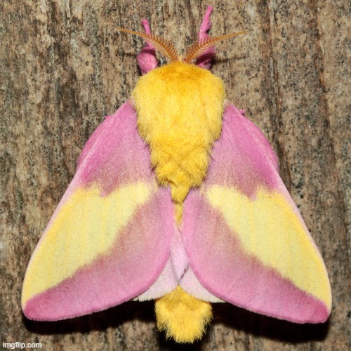 ok but to be fair this moth is stunning | made w/ Imgflip meme maker