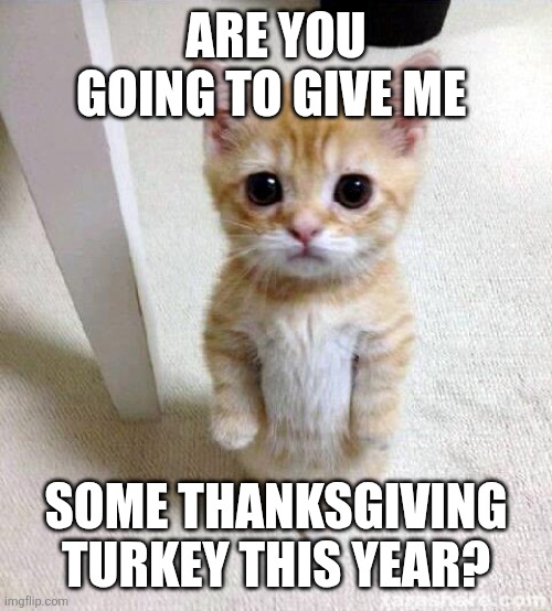 Do I get some Turkey? | ARE YOU GOING TO GIVE ME; SOME THANKSGIVING TURKEY THIS YEAR? | image tagged in memes,cute cat | made w/ Imgflip meme maker