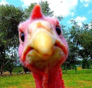 Gobble WHAT? Blank Meme Template