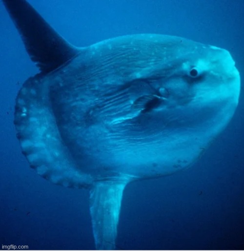 Sunfish :) | image tagged in sunfish | made w/ Imgflip meme maker