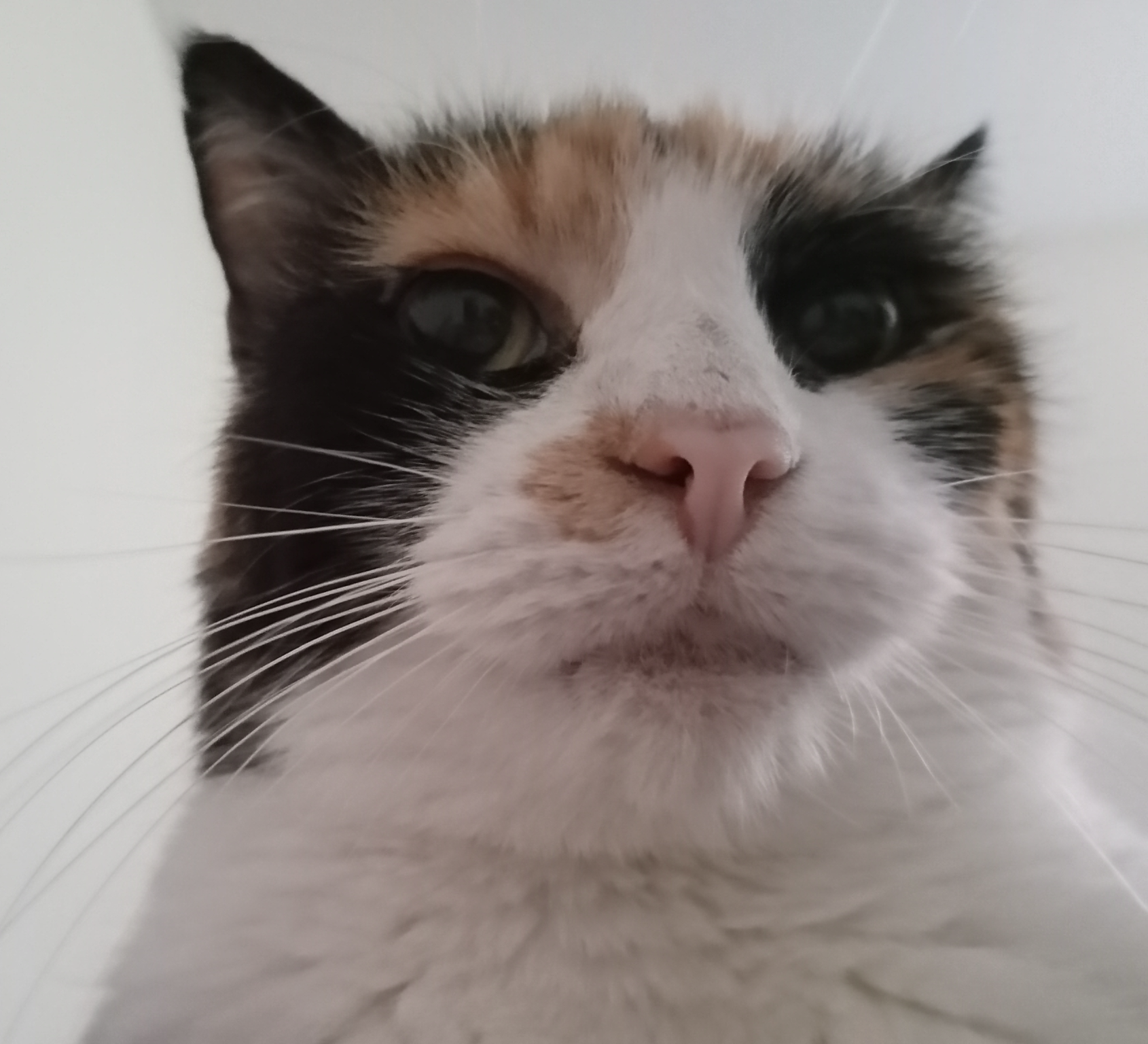 Patchy Watchy Blank Meme Template