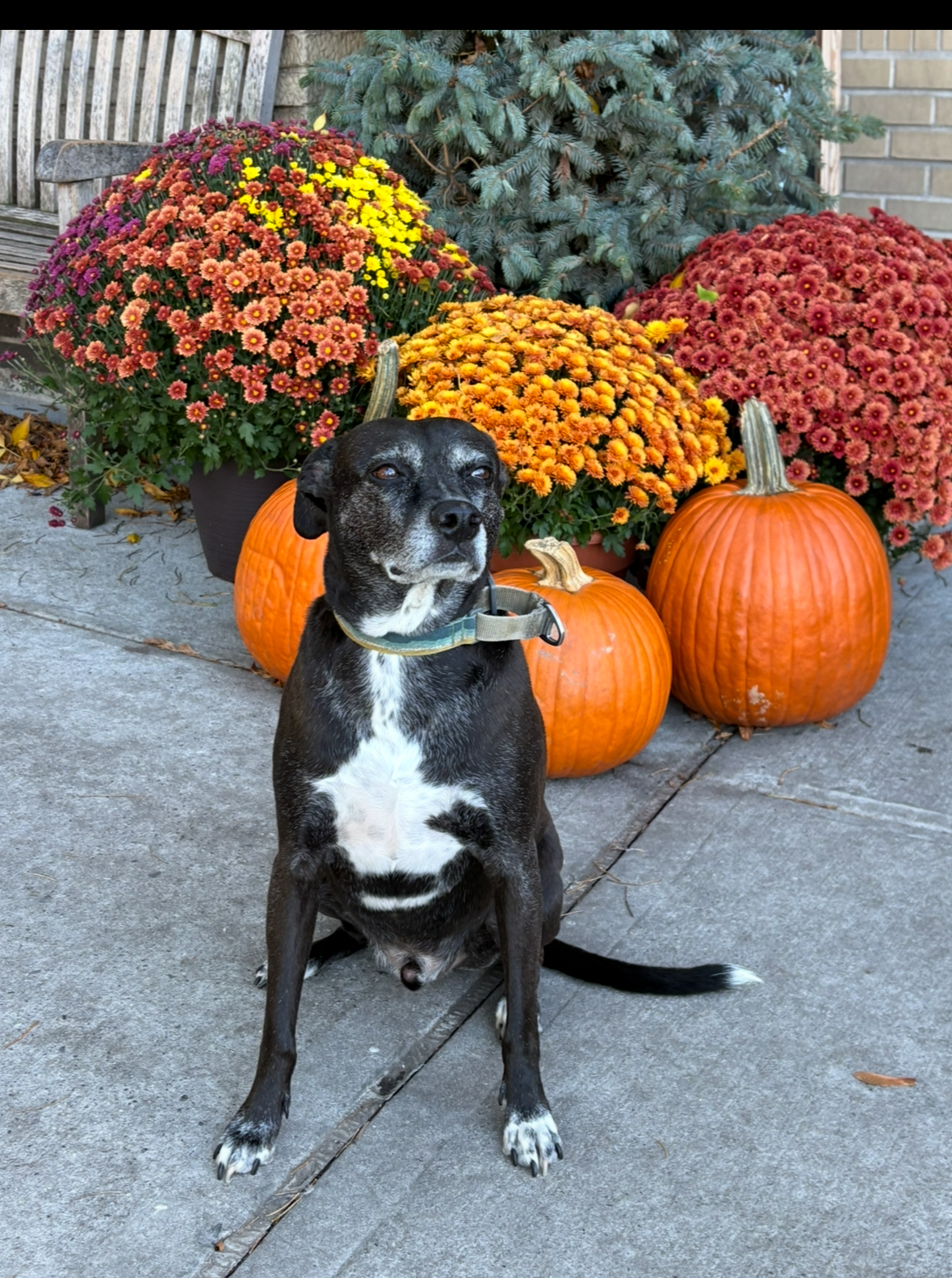 Thanksgiving pup Blank Meme Template