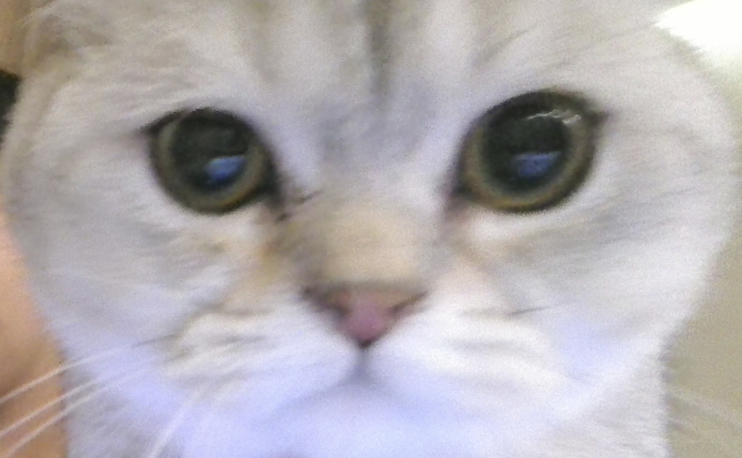 CAT Blank Meme Template