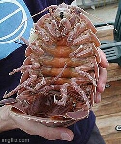 why does this cat look fucking weird | made w/ Imgflip meme maker