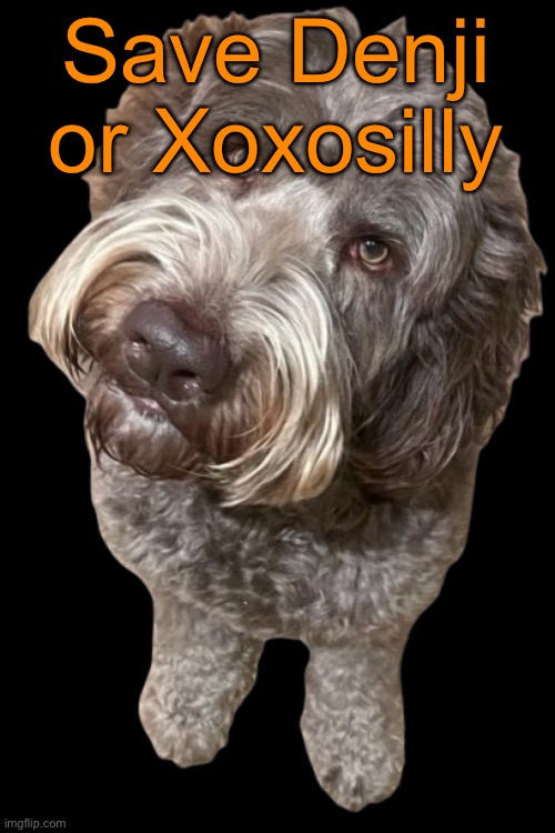 One is a former winner, the other one has barely any VG experience | Save Denji or Xoxosilly | image tagged in northers dog transparent,voting game s13 | made w/ Imgflip meme maker