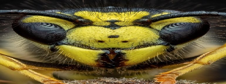 High Quality wasp Blank Meme Template