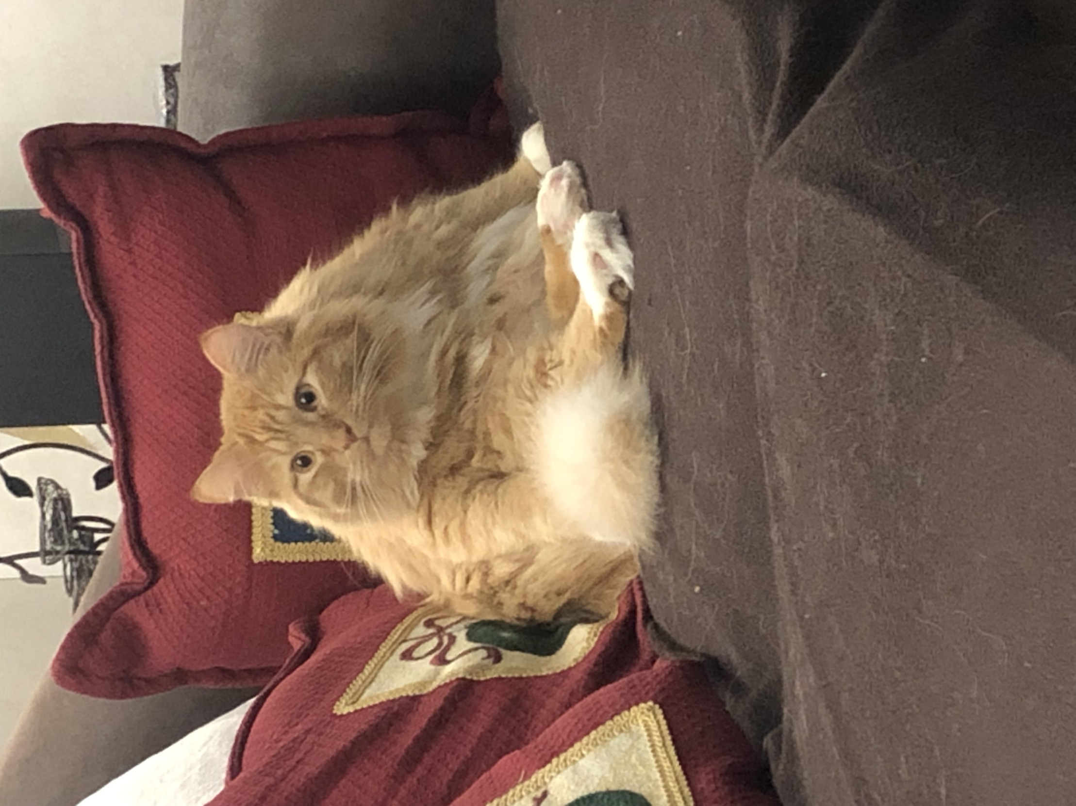 Hungry fat cat Blank Meme Template