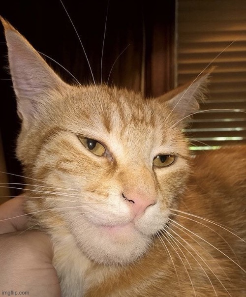 GIGACAT | image tagged in gigacat | made w/ Imgflip meme maker