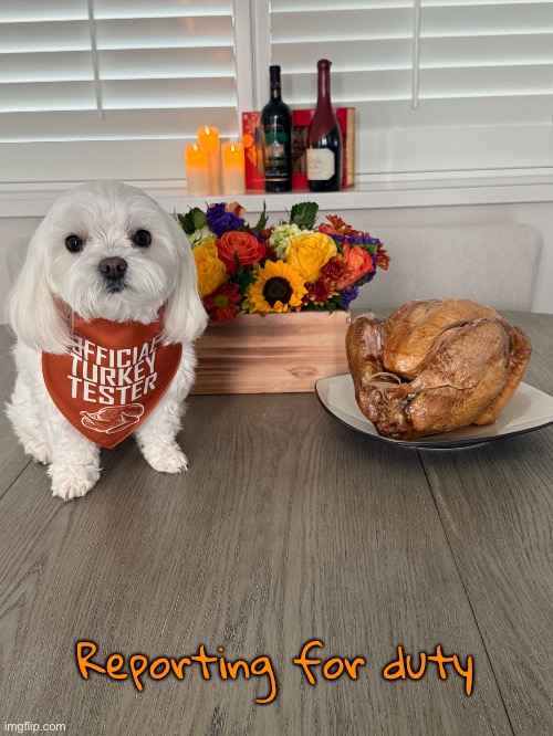 Happy Thanksgiving! | Reporting for duty | image tagged in funny memes,dexter,thanksgiving | made w/ Imgflip meme maker
