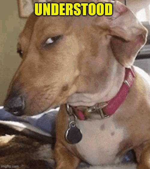 Side eye dog | UNDERSTOOD | image tagged in side eye dog | made w/ Imgflip meme maker