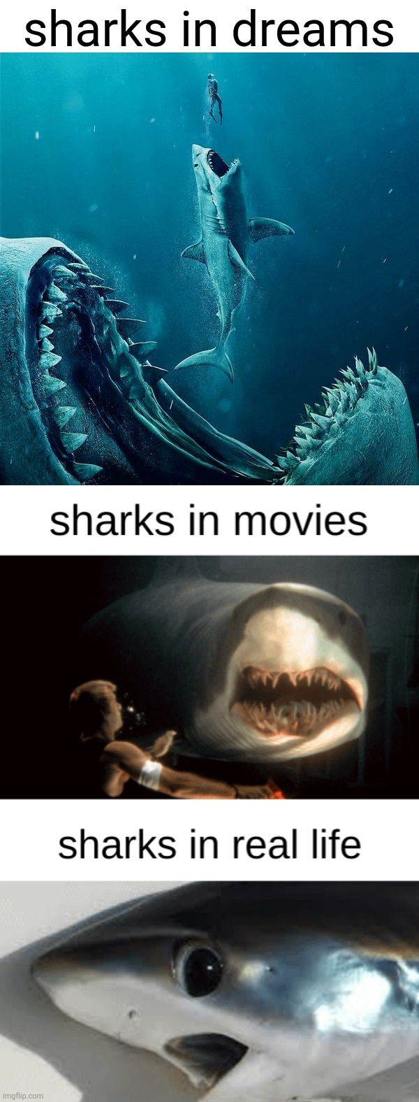 Shark Week | sharks in dreams | image tagged in shark,sharks,shark week,sharknado,dreaming | made w/ Imgflip meme maker