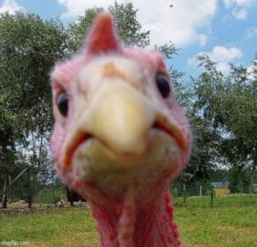 image tagged in angry turkey | made w/ Imgflip meme maker