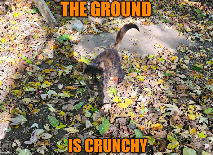 MY CAT IN THE LEAVES | THE GROUND; IS CRUNCHY | image tagged in fall,cat,cats,autumn leaves | made w/ Imgflip meme maker