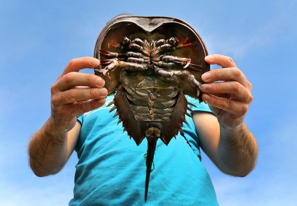 Horseshoe crab Blank Meme Template