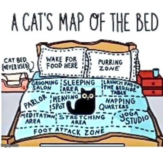 Map Of The Bed | image tagged in cats,funny cats,truth,entitlement,malignant narcissism,spoiled brats | made w/ Imgflip meme maker