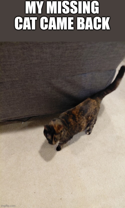 MY MISSING CAT CAME BACK | made w/ Imgflip meme maker